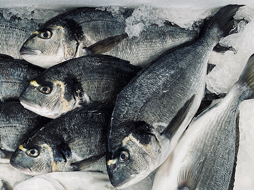 Flockeneisanwendung für Fischerei