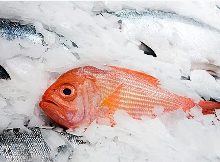 Scherbeneis für Fisch