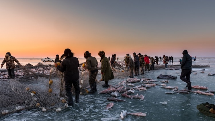 Scherbeneismaschine für die Fischerei