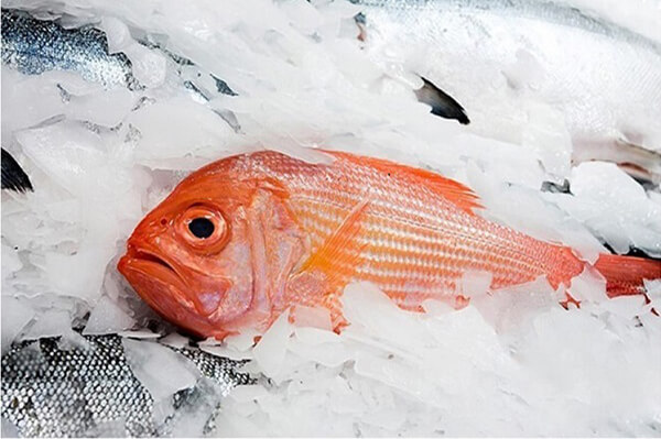 Flockeneis für Fischerei